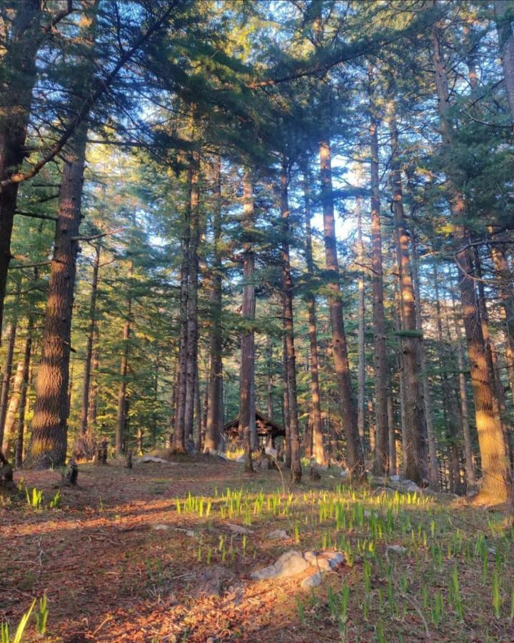 הוילה Jibhi Deep In Woods מראה חיצוני תמונה